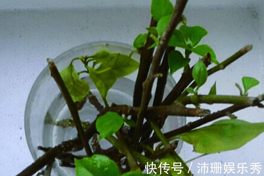 玉树|5种花“扦插”正当时,天气转凉利于生根,喜欢别偷懒