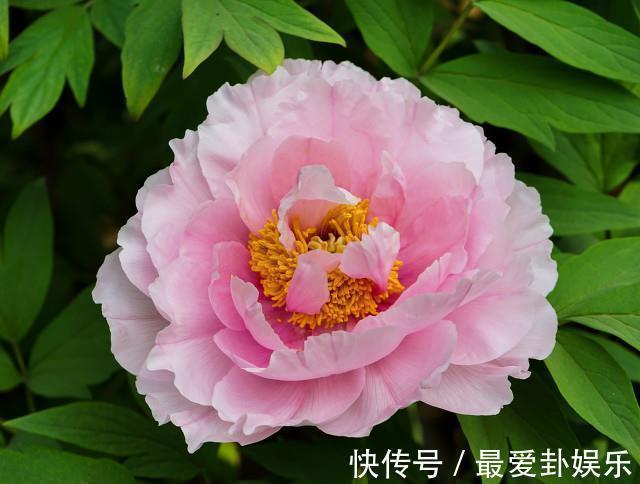 四大名花是哪四种？其实早已名花有主，个个都是颜值担当