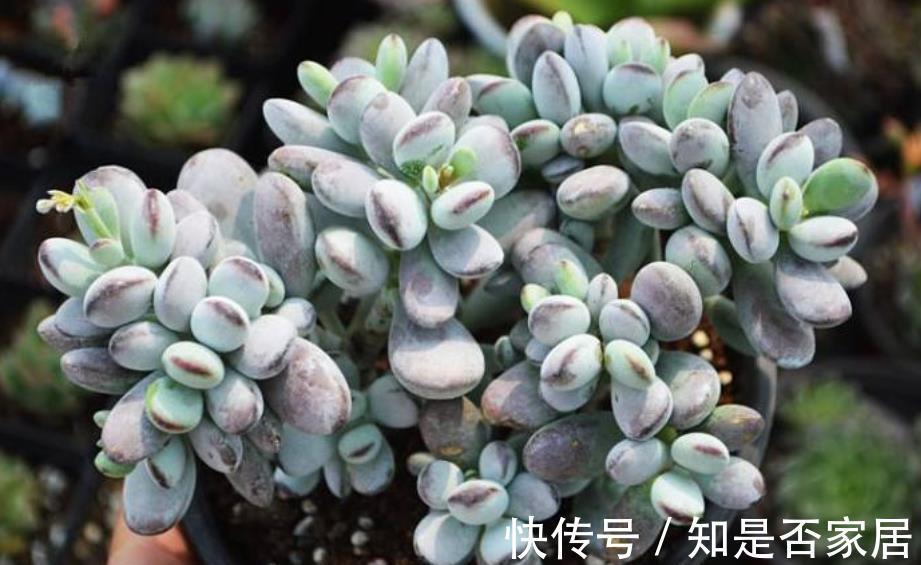 肥厚|推荐几种叶子肥厚的多肉，长势旺盛颜色靓丽，适合新手花友