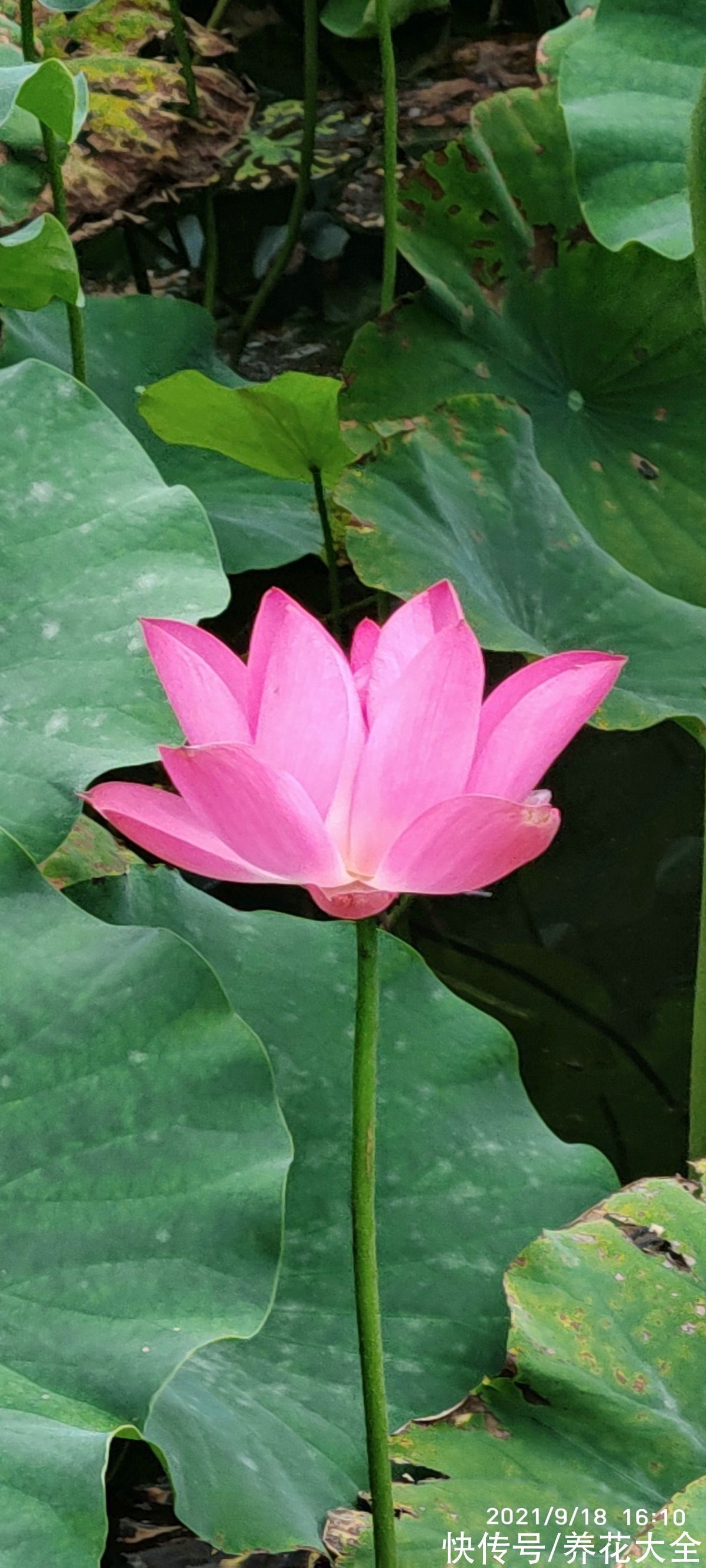 文殊兰$佛教“五树六花”,适合养在家里,凝神静心特养人