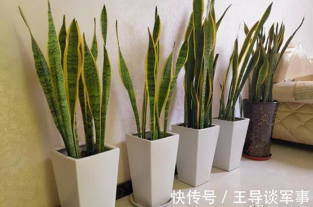 观叶|单棵虎皮兰孤零零，喂点“羊粪球”，小芽窜不停，10天长满花盆