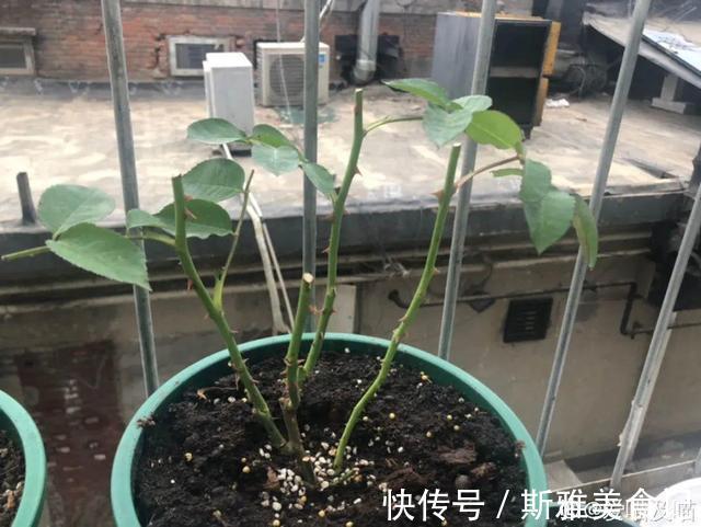 种花|9种花,天热会“假死”,千万别丢了,秋天就苏醒