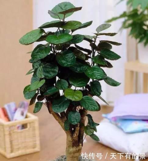寓意|5种健康花，家里养一盆，大气高雅净化力强，福寿齐聚寓意好