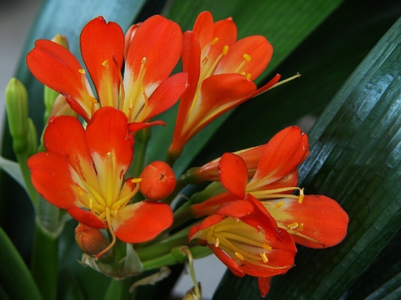 养君子兰得这样浇水,君子兰健壮不烂根,开花爆盆轻而易举