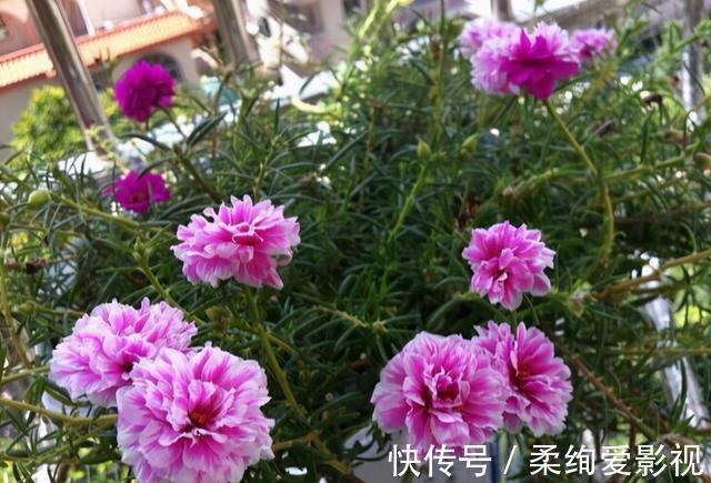 天竺葵|阳台适合养的“6种花”,花色丰富,花期长,一直赏花六个月