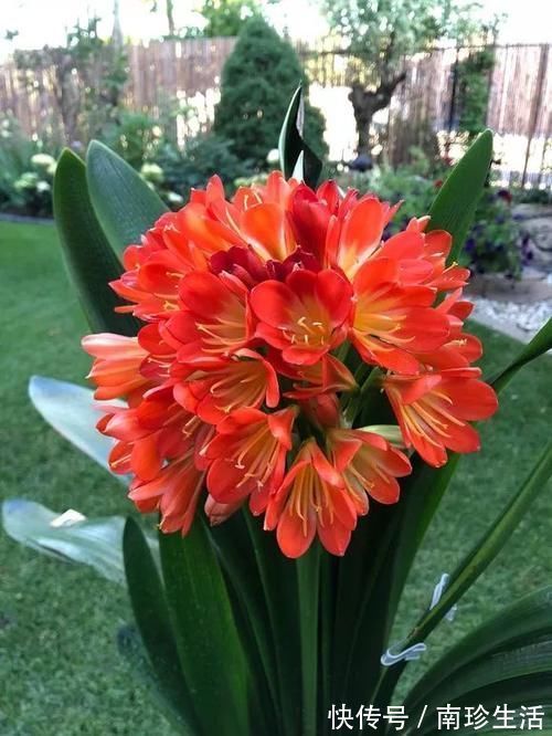 陈芝麻|5种粉末效果惊人，老花匠都爱用，撒盆里不黄叶，狂开花！