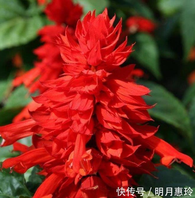 4种花很漂亮,好养易活能爆盆,开花漂亮花期长,谁养谁喜欢