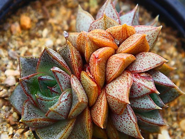 连续阴雨天褪色也不明显的5种多肉,颜色美丽,简单好养