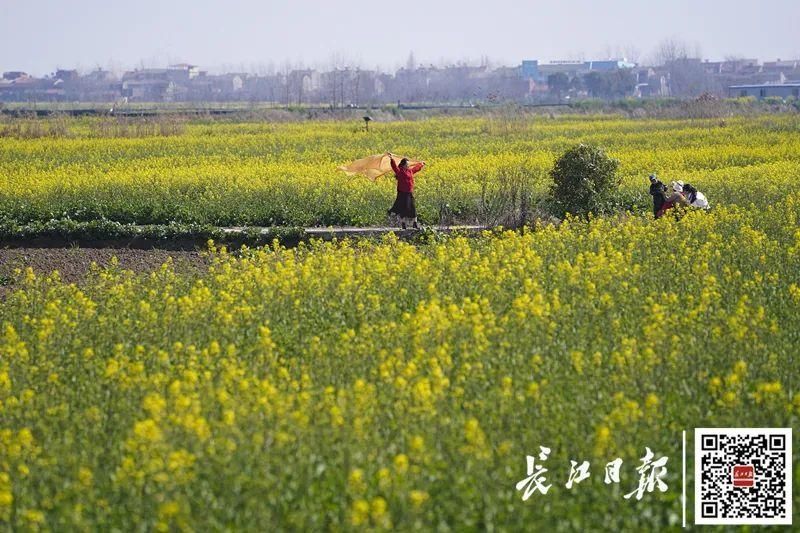 2021，春归武汉！花相似，人不同