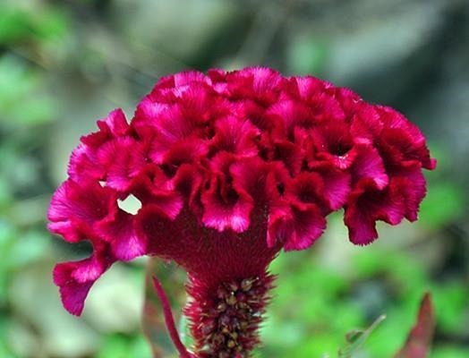 6种漂亮花,又香又好吃,美食之花,你养过几种?