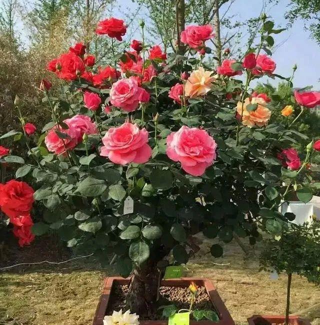 嫁接月季花?告诉你个小绝招,一年四季都能活,变成老桩大花树
