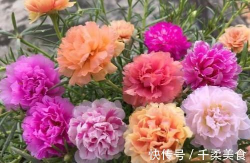 盆栽|3种花很好养，耐寒易打理，花美色艳，花儿轻松开爆盆