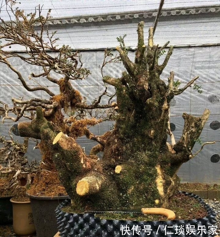 修剪黄荆老桩头你还在用草木灰涂抹剪口吗伤口愈合剂了解一下