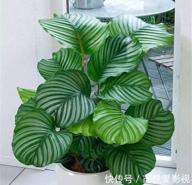 家里光照差,就选5种“耐阴花”,不用见太阳,花叶俱美,好运道