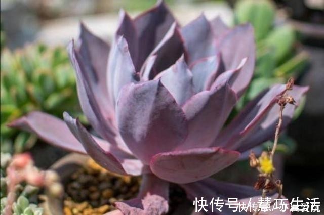 检查|多肉植物，叶子软趴趴的是怎么回事？检查这3个方面