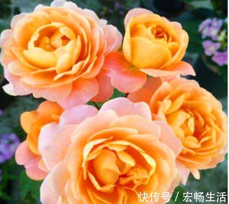 颜色|4种花,扔土里就能开花,花期长,颜色丰富,年年开花美翻