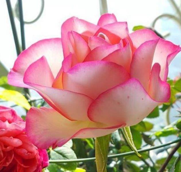 开花最香的3种花，家里养一盆，开花多，不费事就能养好！