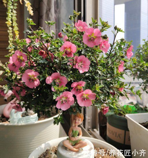 冬天花搬到室内，要记住“三防”，这样才能长势旺盛，开花多