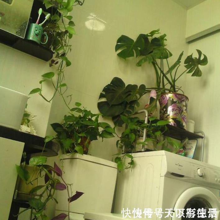 卫生间想养花?选这5种最靠谱,不仅生命力顽强,而且很耐阴!