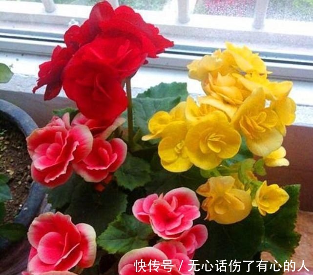 5种花适合夏天养,开花爆盆花期长,开花红红火火,大吉大利