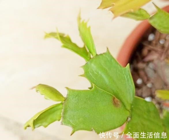 夏天蟹爪兰叶片发软发蔫,别急着浇水,做错了烂叶、烂根!