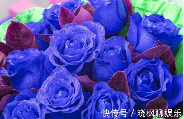 怡神|喜欢玫瑰，就养“高档玫瑰”蓝色妖姬，花中新贵，令人悦目怡神！