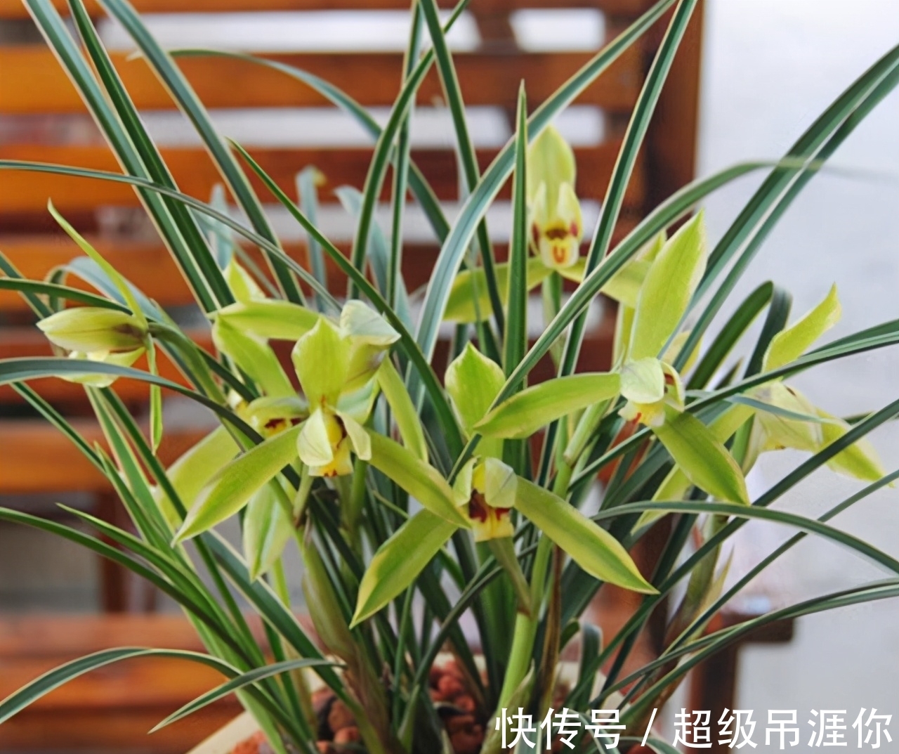 兰花|想让兰花早发芽,这“三位置”留点水,催出一圈苞,绽放层叠群兰