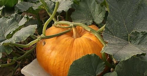 中年人想长寿，推荐吃的食物，嫩肤排毒，滋养身心，缓解便秘