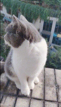 |搞笑GIF趣图兄弟结婚,这样的伴娘团有点强大!