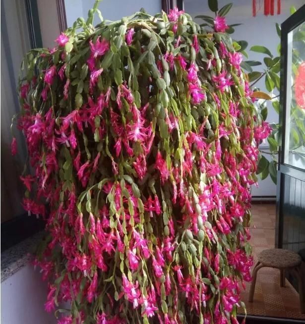 发酵|2种不要的“垃圾”,却是养花的“花肥王”,蟹爪兰吃一点就爆花