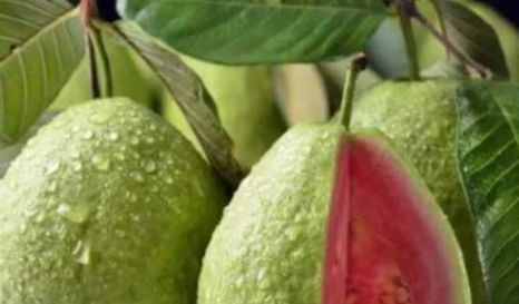 味道|公认“最难吃”的4种水果,我一种都没吃过,全吃过敬你是条汉子