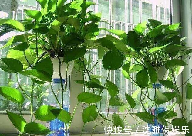 绿萝|绿萝有个生长“小机关”,保护好藤条呼呼长,比施肥还管用