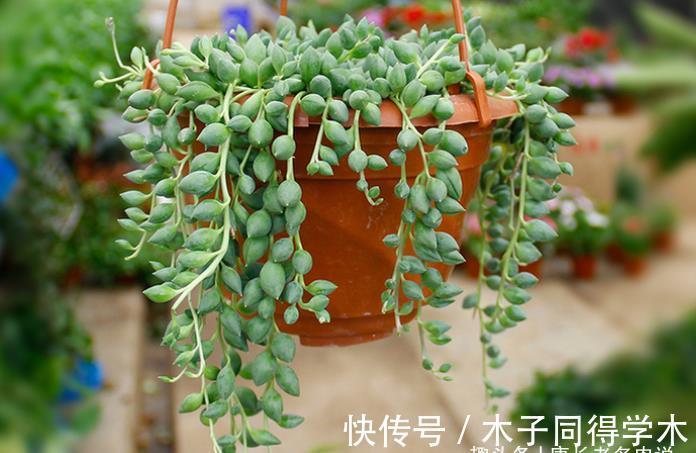四海波|想叶插这些多肉的肉友别浪费时间,因为迄今为止没人成功