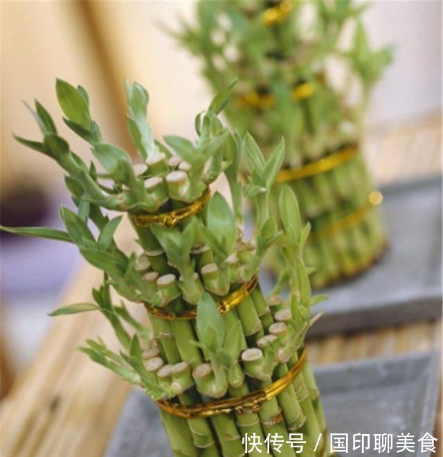 水培富贵竹生根了,如何换水,知道此几个小妙招,轻松即可搞定