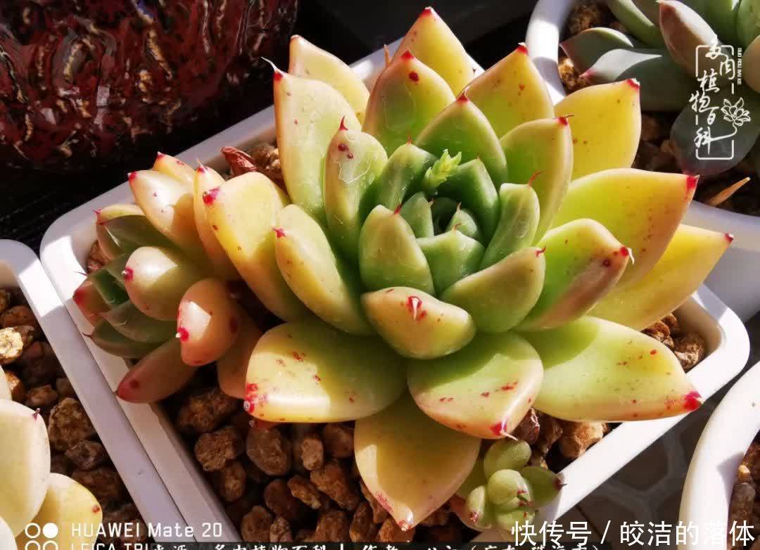 肉肉|与多肉的相遇,就是一场治愈之旅