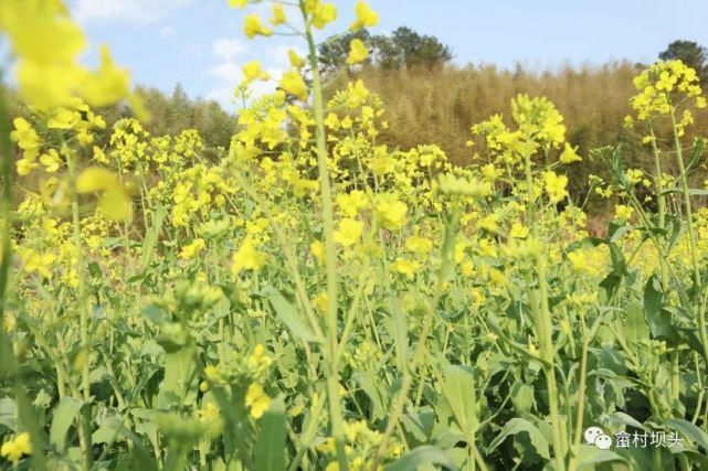 油菜花开，寿宁坝头等你打卡……