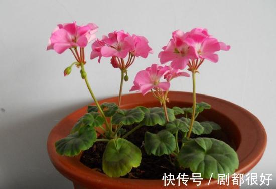 这5种植物开花美,不挑剔,堪称:家庭盆栽福利