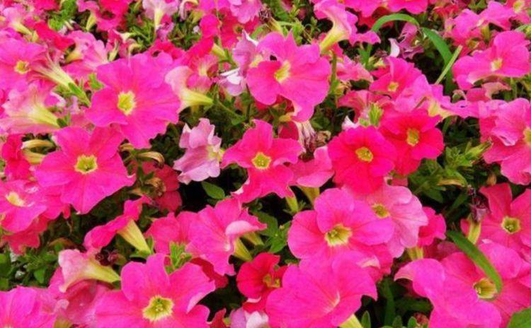 阳台养花，不妨养这3款植物，给点阳光就灿烂，花开满盆！