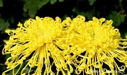 爱戴|史上最长寿王朝,历经2679年不倒,如今依旧存在且深受百姓爱戴