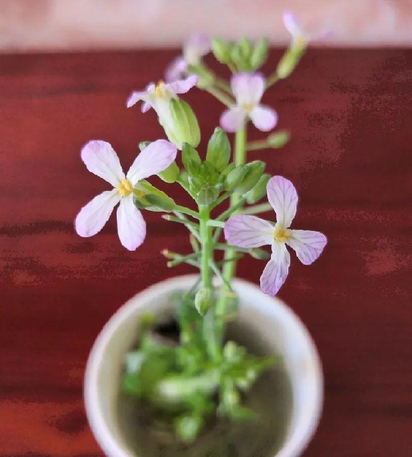 3个月后才回家,家里的花疯了,墙缝、房顶都爬满!