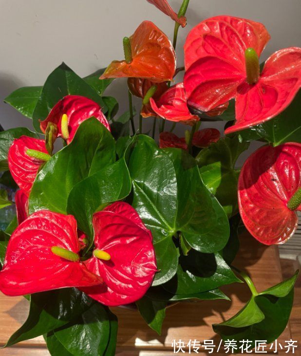 红掌花期长寓意好,家中注意4点,叶片绿的发亮,红花接连开放