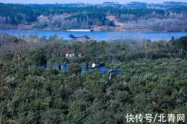 光山：油茶花开引客来