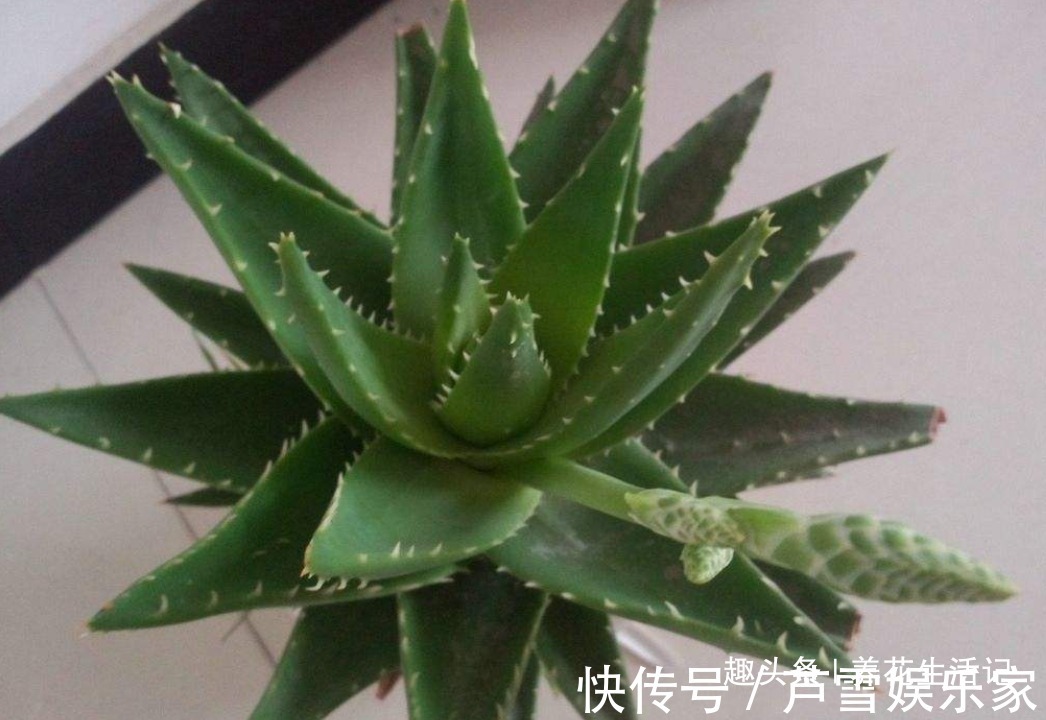 浇水|家中养芦荟,做好这“3点”后,新芽蹭蹭往外冒,叶子爆盆观赏强