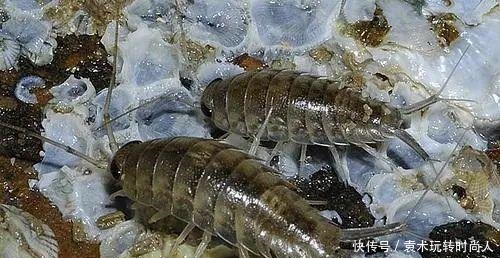 鹅肝|顶级潮粤菜都吃些什么各种名贵海鲜,最后被一碗白粥打败了