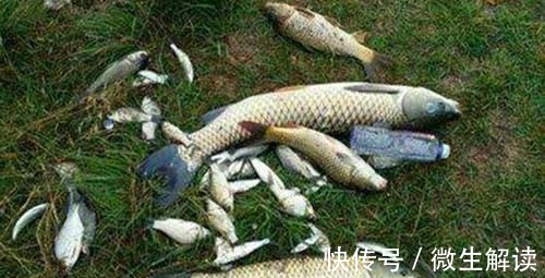 野钓必杀技:盘点这些“某铅”钓法,你会用多少种?