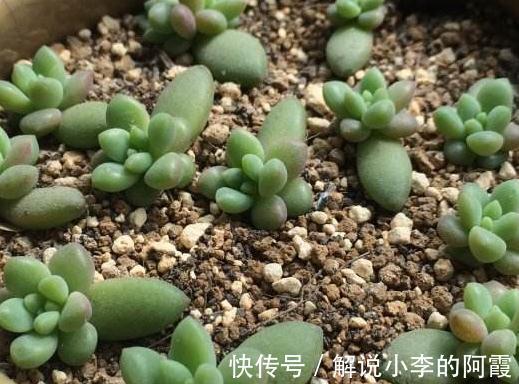 多肉植物|多肉植物新手叶插常问的几个小问题,学一下开始种肉吧