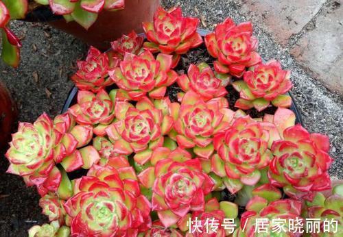 蒂亚|5种多肉，多晒晒就“脸红”，颜值高爱爆盆，是多肉佳品
