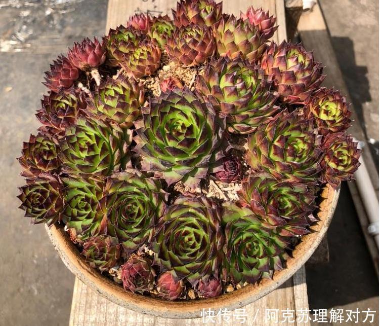 小白养多肉,不用瞎折腾,盆栽这5款,漂亮、落地就生根