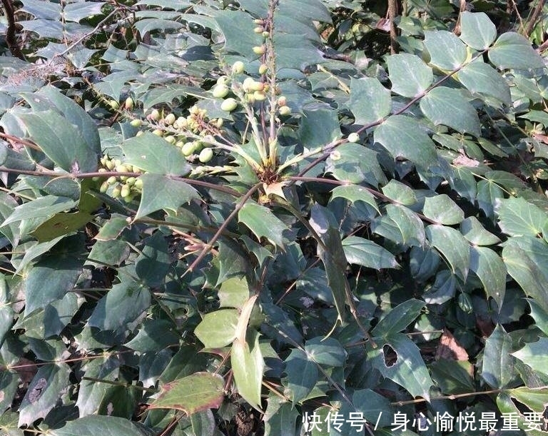 若在山中遇见“它”,请引起重视,别有意破坏,价值高,不允许!