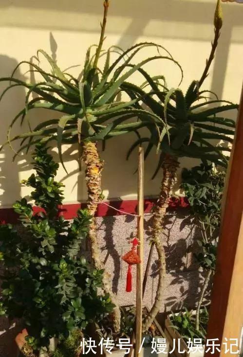 养花|奶奶养芦荟10年,长成精了,老桩就像“胳膊粗”,小苗一大推